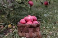 basket of apples in the garden.Harvesting apples. Autumn harvest. Ripe apples. The concept of autumn and agriculture Royalty Free Stock Photo