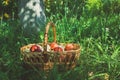 Basket with apples in the garden. Healthy fruit is rich in vitamins Royalty Free Stock Photo