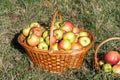 Basket of apples on the grass. Fresh fruit picked from the orchard Royalty Free Stock Photo