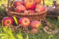 basket apples grass sun