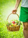 Basket of apples in the hand of a man on a green, sunny natural background, close up