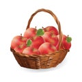 Basket with apples. harvest apples vector