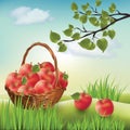 Basket with apples. Landscape lawn, apple tree