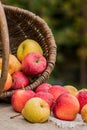 A basket of apples and pears 2 Royalty Free Stock Photo