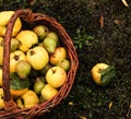 basket with apples, quince and pear.