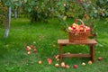 Basket with apples stands on wooden bench on grass. Harvesting in orchard