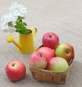 Basket of apples and white phloxes Royalty Free Stock Photo