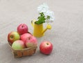 Basket of apples and white phloxes Royalty Free Stock Photo