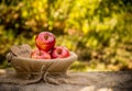 Basket with autumn apples in an autumn garden. Golden autumn. Royalty Free Stock Photo