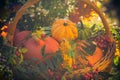 Basket autumn fruit colorful pumpkins asters Royalty Free Stock Photo