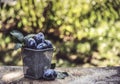 Basket with autumn plums. Fresh plums on an old table in the garden. Autumn concept. Royalty Free Stock Photo