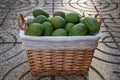 Basket in backyard full of hass avocados Royalty Free Stock Photo