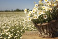 Basket with beautiful chamomiles on table in field, closeup Royalty Free Stock Photo