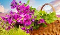 Basket with beautiful purple wild mallow in front of flowerfield