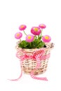 Basket with Bellis daisies Royalty Free Stock Photo