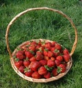 The basket with berries. Royalty Free Stock Photo