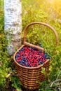 Basket of bilberry and cowberry in the forest near the tree among the blueberry bushes.