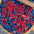 Basket of bilberry and cowberry in the forest near the tree among the blueberry bushes.