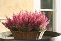 A basket of blooming heather