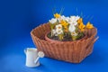 Basket with crocuses and a white watering can on a blue background Royalty Free Stock Photo