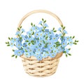 Basket with blue forget-me-not flowers. Vector illustration. Royalty Free Stock Photo