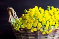 Basket with blue tansy flowers. Dark background. Selective focus. Close up, copy space Royalty Free Stock Photo