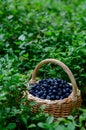 Basket with blueberries on bush of bilberry in wild forest