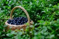 Basket with blueberries on bush of bilberry in wild forest