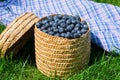 Basket Blueberries Green Grass Collection Berries Close-up