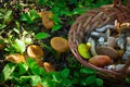 Basket with boletes on the ground near growing mushrooms and leaves