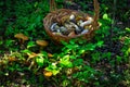 Basket with boletes on the ground near growing mushrooms and leaves