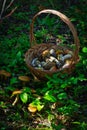 Basket with boletes on the ground near growing mushrooms and leaves