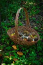 Basket with boletes on the ground near growing mushrooms and leaves