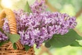 Basket with a bouquet of lilac flowers in the summerhouse in the garden close up Royalty Free Stock Photo