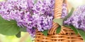 Basket with a bouquet of lilac flowers in the summerhouse in the garden close up Royalty Free Stock Photo