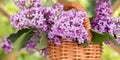 Basket with a bouquet of lilac flowers on a white wooden table in the summerhouse in the garden Royalty Free Stock Photo