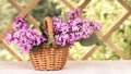 Basket with a bouquet of lilac flowers on a white wooden table in the summerhouse in the garden Royalty Free Stock Photo