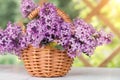 Basket with a bouquet of lilac flowers on a white wooden table in the summerhouse in the garden Royalty Free Stock Photo