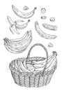 Basket with branch fresh banana. Vector vintage engraved illustration Royalty Free Stock Photo