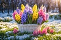 Basket with bright hyacinth flowers stands on a snow-covered grass field Royalty Free Stock Photo