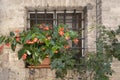 A basket of bright pink and red flowers hangs on the window of a home in an ancient building in Italy