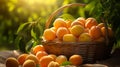 Basket brimming with sun ripened apricots