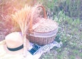 Basket with camera and flower, hat for picnic setting on meadow. Royalty Free Stock Photo