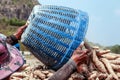 Basket of cassava in harvest, agriculture are harvesting tapioca in cassava farmland, harvesting tapioca for flour industry Royalty Free Stock Photo