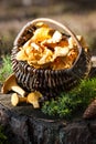 Basket of chanterelles on stump in the forest Royalty Free Stock Photo