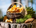 Basket of chanterelles on stump in the forest Royalty Free Stock Photo
