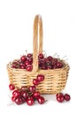 Basket with cherries isolated on a white background Royalty Free Stock Photo