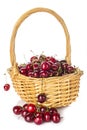 Basket with cherries isolated on a white background Royalty Free Stock Photo