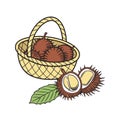 Basket of chestnuts with open burrs and leaf Royalty Free Stock Photo