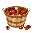 Basket with chestnuts. Vector illustration. Royalty Free Stock Photo